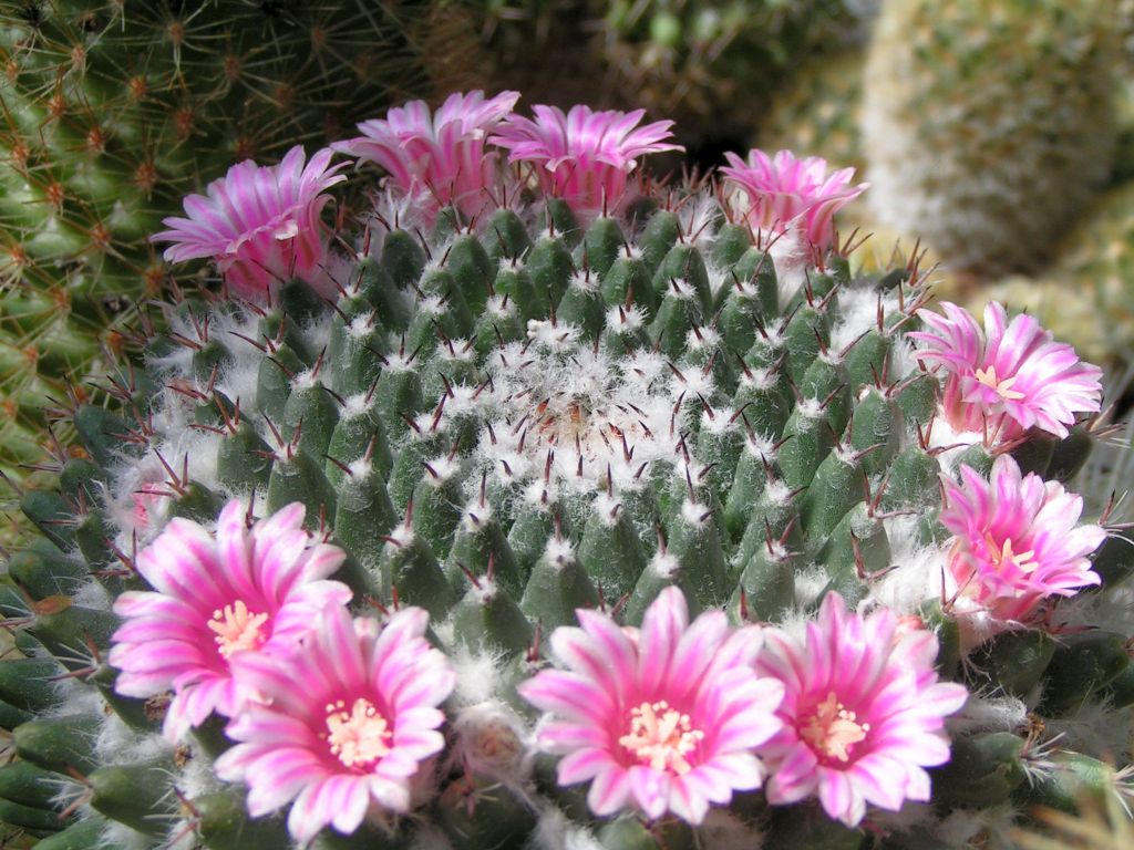 Mammillaria macdougalii